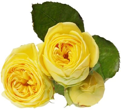 Роза кустовая желтая Каталина ~50-60см 1шт-1}