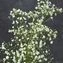 thumb-Гипсофила Экселенс для букетов 1шт-3}