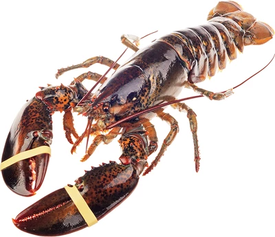 Омар свежемороженый 1шт-0}