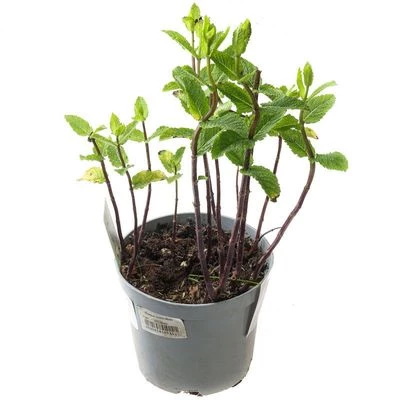 Мята в горшке Турция-0}