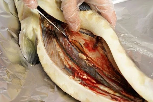 Чтобы избежать деформирования тушки осетра, аккуратно ножницами вырежьте позвоночник с визигой (визига при тепловой обработке увеличивается в размере более чем в 2 раза и может разорвать тушку рыбы).