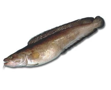 Менек, Морской налим, 2 кг-0}