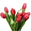 thumb-Букет красно-белых тюльпанов 9шт-0}