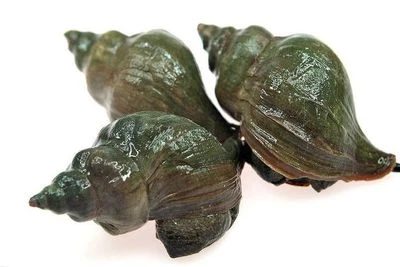 Трубач морской живые моллюски 500г-0}