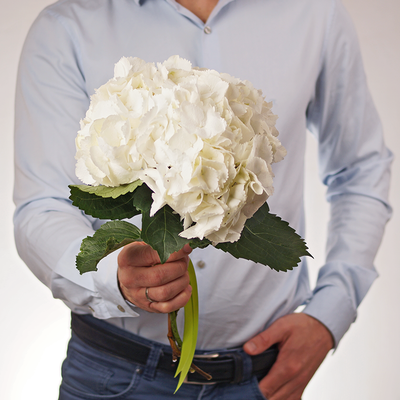 Гортензия белая Шнибол 1шт-0}