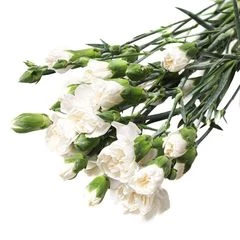 Букет белых кустовых гвоздик 5шт