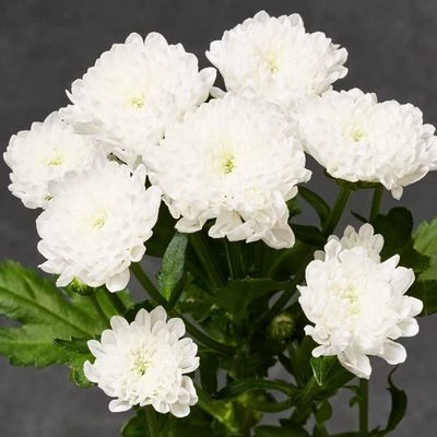 Хризантема кустовая Сантини белая ~60см 1шт-1}