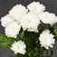 thumb-Хризантема кустовая Сантини белая ~60см 1шт-1}