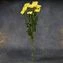 thumb-Хризантема кустовая Радость желтая ~ 60см  1шт-2}