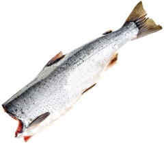 Кижуч дикий потрошеный без головы ~4.5кг