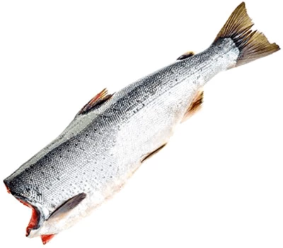 Кижуч дикий потрошеный без головы ~4.5кг-0}