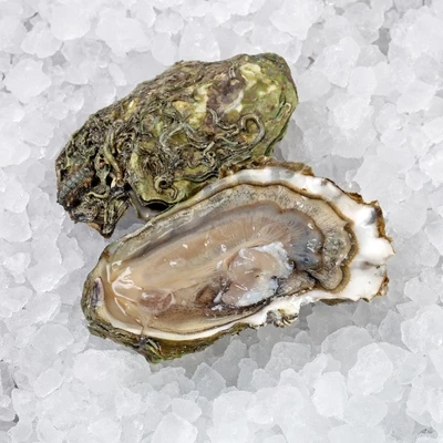 Устрица хасанская 1шт-0}