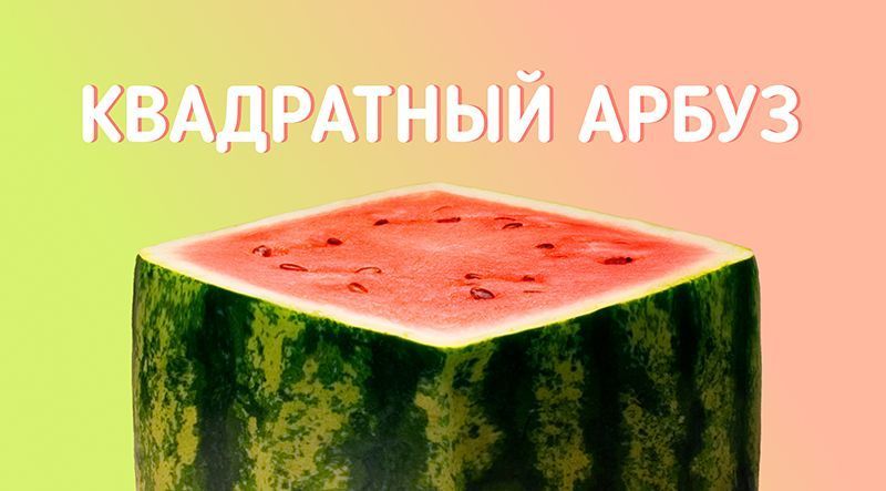 Квадратный арбуз: необычный сорт или маркетинговый ход?