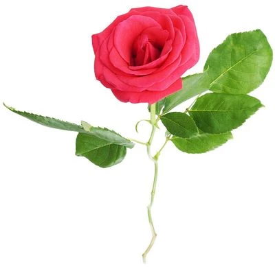 Роза Хот Шот 1шт-0}