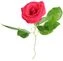 thumb-Роза Хот Шот 1шт-0}