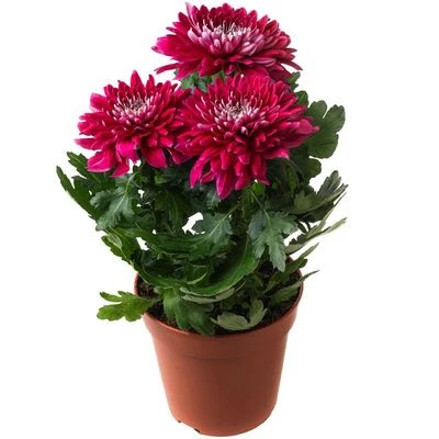 Хризантема одноголовая бордовая в горшке Турция-0}