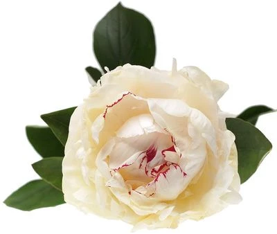 Пион белый Сара Бернар 1шт-1}