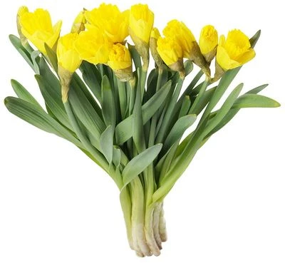 Букет нарцисс желтый 15шт-0}