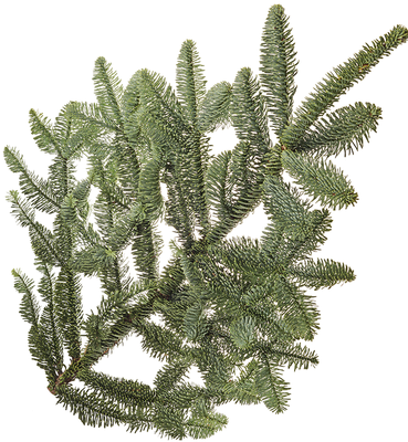 Лапник хвойный нобилис 1шт-0}