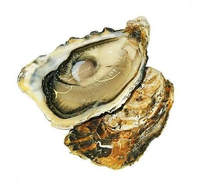 Устрицы Серебряная ракушка-0}