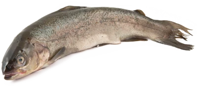 Форель озерная охлажденная ~ 1,5кг-0}