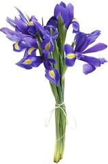 Букет ирисов Блю мейджик 5шт