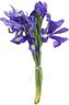 thumb-Букет ирисов Блю мейджик 5шт-0}