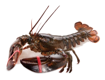 Лобстер средний 1кг-0}