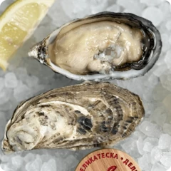 Устрица розовая Джоли Джамбо 1шт