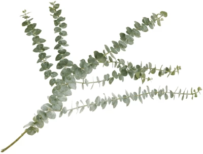 Листья Эвкалипта Бейби Блю для букетов ~60см 1шт-0}