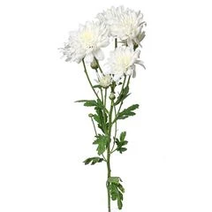 Хризантема кустовая Радость белая ~ 60см 1шт