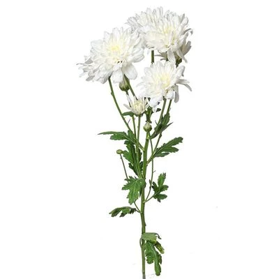 Хризантема кустовая Радость белая ~ 60см 1шт-0}