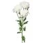 thumb-Хризантема кустовая Радость белая ~ 60см 1шт-0}