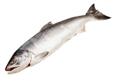 Кета замороженная с головой ~4,5кг-0}