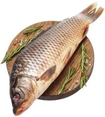 Сазан каспийский ~5кг