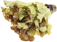 Салат Дуболист Красный в горшочке 1шт УЦЕНКА