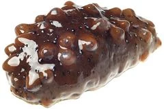 Трепанг живой ~40г