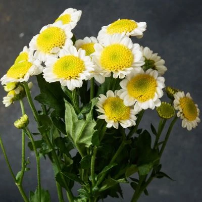 Хризантема кустовая Сантини Бунсер 1шт.-1}