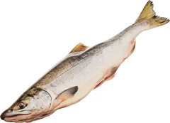 Нерка дикая курильская потрошеная ~1.5кг