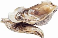 Устрица розовая Джоли L 1шт