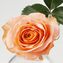 thumb-Роза Корал Риф 1шт-2}