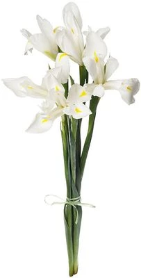 Букет ирисов Вайт Мейджик 5шт-0}