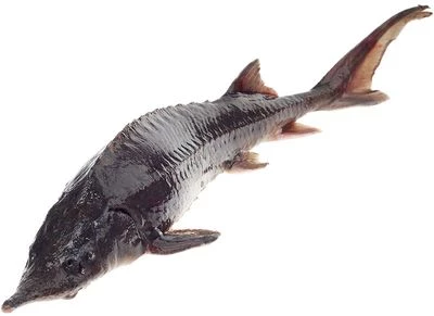 Осетр охлажденный романовский ~1.5кг-0}