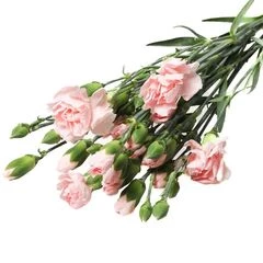 Букет гвоздики кустовой розовой 5шт