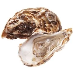 Устрица Маака живая 1шт