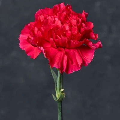 Гвоздика малиновая ~50см 1шт-1}
