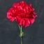 thumb-Гвоздика малиновая ~50см 1шт-1}