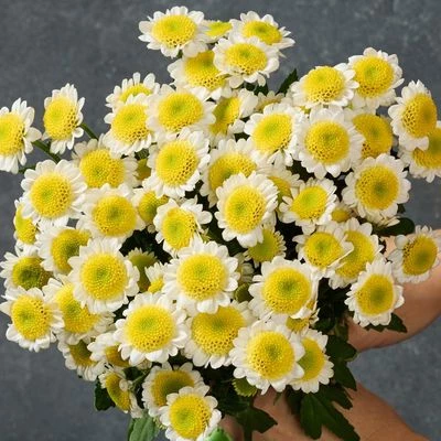 Букет хризантем Ромашковое поле 7шт-1}
