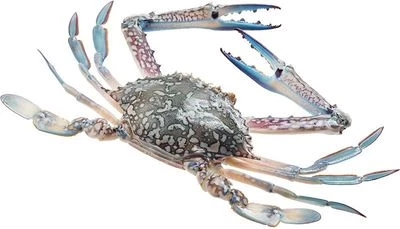 Краб плавунец голубой ~ 350г-1}