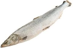 Нельма таймырская ~4,5кг